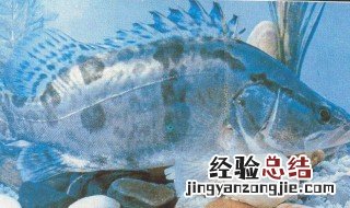 桂花鱼生长周期 桂花鱼的生长周期