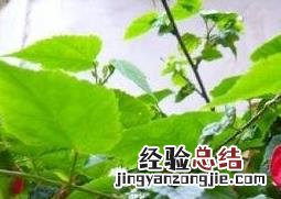 蔓性风铃花的养殖方法和养殖技巧 蔓性风铃花用什么盆