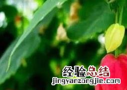 蔓性风铃花的养殖方法和养殖技巧 蔓性风铃花用什么盆