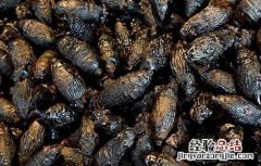 孕妇能吃槟榔吗 孕妇能吃槟榔吗?产妇能吃槟榔吗?婴幼儿能吃槟...