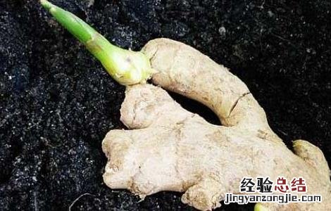 生姜发芽能吃吗会带来什么危害 生姜发芽能吃吗