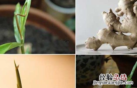 生姜发芽能吃吗会带来什么危害 生姜发芽能吃吗