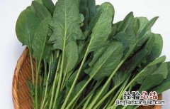 孕妇能吃菠菜吗? 孕妇能吃菠菜吗中期