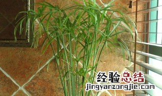 水竹用什么水养最好 水竹用什么样的盆栽美观