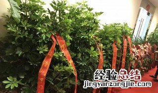 富贵树怎么养才茂盛 富贵树的养殖方法和注意事项视频