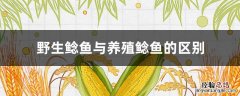 野生鲶鱼与养殖鲶鱼的区别视频 野生鲶鱼与养殖鲶鱼的区别