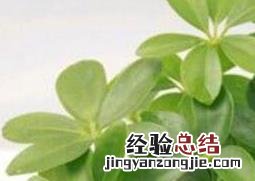 鸭爪花怎么养殖 鸭爪花怎么养