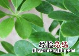 鸭爪花怎么养殖 鸭爪花怎么养