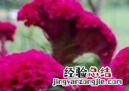 鸡冠花怎么养 凤尾鸡冠花怎么养