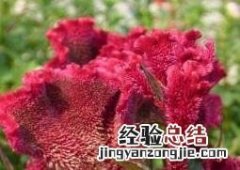 鸡冠花怎么养 凤尾鸡冠花怎么养