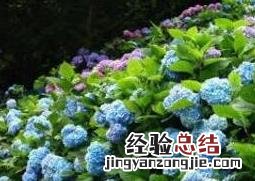 绣球花的养殖方法和注意事项 绣球花的养殖方法和注意事项夏天