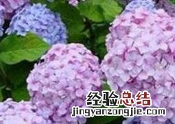 绣球花的养殖方法和注意事项 绣球花的养殖方法和注意事项夏天