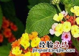 吉祥如意花的养殖方法和养殖技巧视频 吉祥如意花的养殖方法和养殖技巧