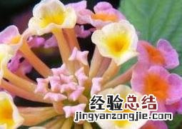 吉祥如意花的养殖方法和养殖技巧视频 吉祥如意花的养殖方法和养殖技巧