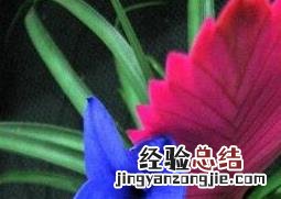 紫花凤梨的养殖方法 紫花凤梨的养殖方法和注意事项