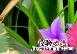 紫花凤梨的养殖方法 紫花凤梨的养殖方法和注意事项