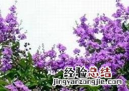 盆栽紫薇花的养殖方法和注意事项 紫薇花的养殖方法和注意事项