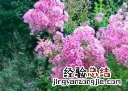 盆栽紫薇花的养殖方法和注意事项 紫薇花的养殖方法和注意事项