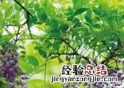 紫藤花种植方法和注意事项 紫藤花的养殖方法和注意事项