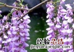 紫藤花种植方法和注意事项 紫藤花的养殖方法和注意事项