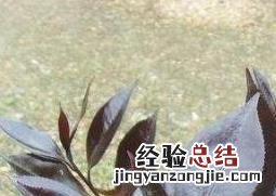 紫叶茶花如何养 紫叶茶花如何养护和管理