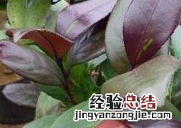 紫叶茶花如何养 紫叶茶花如何养护和管理