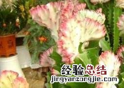 红叶龙骨花的养殖方法 紫叶龙骨花的养殖方法和注意事项