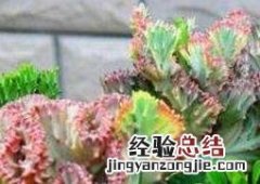 红叶龙骨花的养殖方法 紫叶龙骨花的养殖方法和注意事项