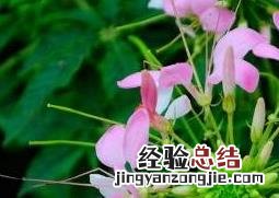 醉蝶花的养殖方法和养殖技巧视频 醉蝶花的养殖方法和养殖技巧