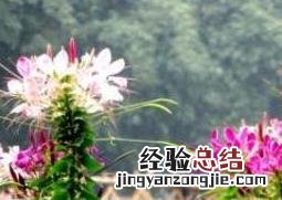 醉蝶花的养殖方法和养殖技巧视频 醉蝶花的养殖方法和养殖技巧