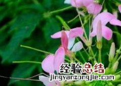 醉蝶花的养殖方法和养殖技巧视频 醉蝶花的养殖方法和养殖技巧