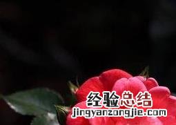 钻石玫瑰花的养殖方法和养殖技巧 钻石玫瑰花的养殖方法和养殖技巧图片