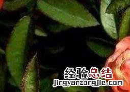钻石玫瑰花的养殖方法和养殖技巧 钻石玫瑰花的养殖方法和养殖技巧图片