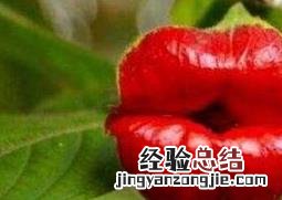 红唇花怎么养 嘴唇花的养殖方法和养殖技巧