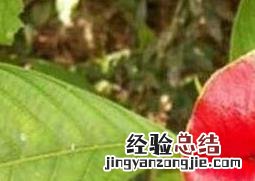 红唇花怎么养 嘴唇花的养殖方法和养殖技巧