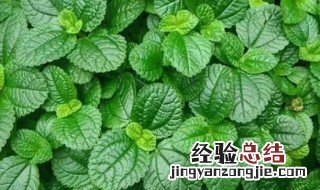 薄荷泡水喝可以天天喝吗 薄荷泡水能天天喝吗
