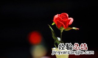 玫瑰靠水可以养多久 玫瑰靠水可以养多久啊