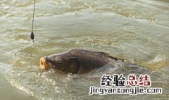 爆炸钓鱼鲤鱼饵料配方 这6款爆炸饵料配方请收下