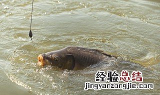 爆炸钓鱼鲤鱼饵料配方 这6款爆炸饵料配方请收下