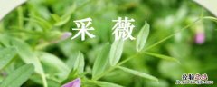 六年级下册采薇写文章咋写 六年级下册语文采薇