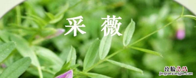 六年级下册采薇写文章咋写 六年级下册语文采薇