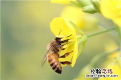 哪种蜜蜂最好养 适合北方养殖蜜蜂品种有哪些