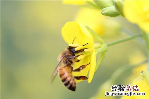 哪种蜜蜂最好养 适合北方养殖蜜蜂品种有哪些