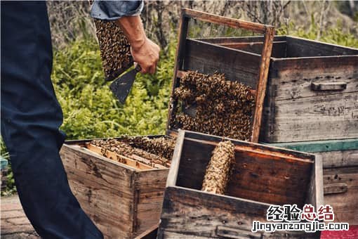 哪种蜜蜂最好养 适合北方养殖蜜蜂品种有哪些