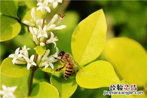 哪种蜜蜂最好养 适合北方养殖蜜蜂品种有哪些
