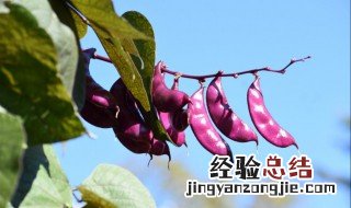 紫扁豆不能和什么一起吃 紫扁豆不能和什么一起吃会中毒
