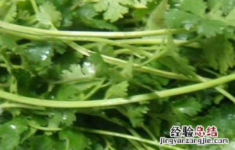 孕妇可以吃香菜吗 孕妇可以吃香菜吗对胎儿有影响吗