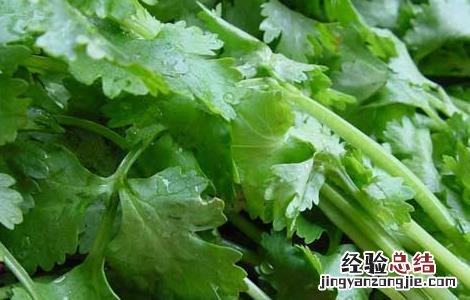 孕妇可以吃香菜吗 孕妇可以吃香菜吗对胎儿有影响吗