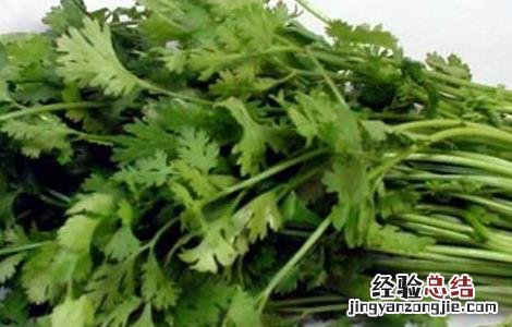 孕妇可以吃香菜吗 孕妇可以吃香菜吗对胎儿有影响吗