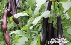 茄子可以生吃吗有毒吗 茄子可以生吃吗?